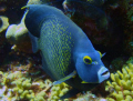 French Angel Fish in Bullenbaai, south coast of Curacao