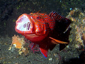 grouper