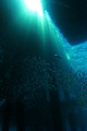 under the jetty @ tioman, malaysia