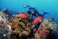grouper & diver