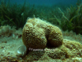 Looks like Sponge ? :-P