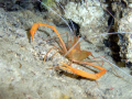Crayfish hidden in a cave. Is showing his best pose!