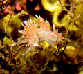 Coryphella lineata