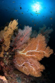 Seafan reef