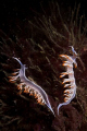 A pair of Flabellina babai crawling over their hidroid prey. Shot in Sesimbra using a Canon EOS 300D in Nimar housing, Sigma DG EX 50mm macro, Ikelite 100a strobe.