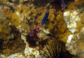 Blue Spotted hiding behind Sea Urchin