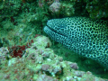 Blotched Moray off Muscat on Fuji F30