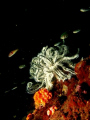 taken in  Brunei water