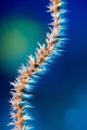 Wire Coral.  Using a little shutter drag.