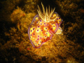 I spotted this beautiful chromodoris inside the lower part of the Alma Jane wreck in Puerto Galera.