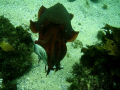 its MY FISH! a massive cuttlefish feeding. Manly, Sydney.