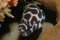 Baby Moray Eel