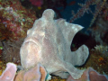 Frogfish on one of the smaller wrecks in Puerto Gallera. The photo picks out the colour quite well, but he was almost invisible to the naked eye.