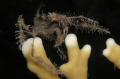 Spider Crab
