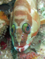 Grouper