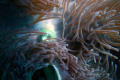 Anemone close-up.
