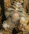 Christmas Tree Worm