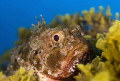 A serious fish
