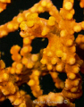 Pigmy seahorse found in Anilao Batangas, Philippines.