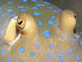 blue spotted stingray