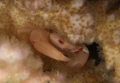 Crab
