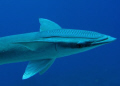 huge remora. March 2008