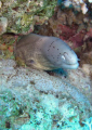 Pepper Moray
