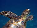 small green turtle heading for surface. Belize, March 2008
