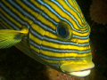 sweetlips.