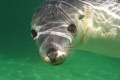 Australian Sea Lion - taken while freediving in Baird Bay on the Eyre Peninsula, South Australia.

Camera was a Canon IXUS 800 IS with Canon housing and no strobe.