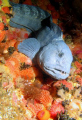 A wolf fish 