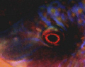 Eye abstract, a blueside wrasse. Taken in Siladen, Manado, North Sulawesi.