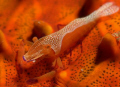 Imperial Shrimp at komodo islands.