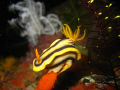 Nudi on a pedestal.

Canon IXUS 800IS with Canon Housing and built in strobe.
