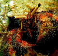 Crab....