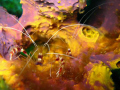 coral banded shrimp