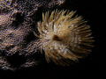 Feather duster. Taken free-diving with an Olympus 7070 and Inon Z240.