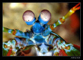 Alien.
Anilao (Batangas), Philippines.