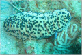 St. Kitts
Sea Cucumber

