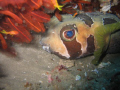 Puffer Fish
