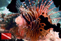 Are they considered King of the Reefs? Like Lions as king of the Jungle?