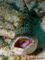 Sand Diver / Lizardfish 
Bonaire April 2008
Canon Digital Rebel Xti 400D
Canon 60mm lens
Ikelite DS 125 strobe