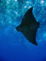 eagle ray