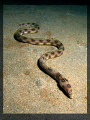 Goldspotted eel.