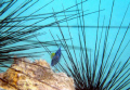 taken with nikon coolpix p5100 , fantasea housing with nano focus light and nano strob..........