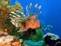 A Lion fish . Cannon G7 Nikon sb105 