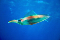 Squid...a fairly rare sighting in Hawaii. Shot this a.m South Shore - Lanai Lookout approx. 45 foot depth.