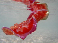 spanish dancer. photo taken in the lagoon on North West Island on the great barrier reef.