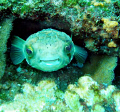 Happy little guy. El Bajo, Sea of Cortez