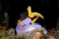 Hypselodoris bullockii, Nudibranch Taken at Tufi Dive Resort PNG